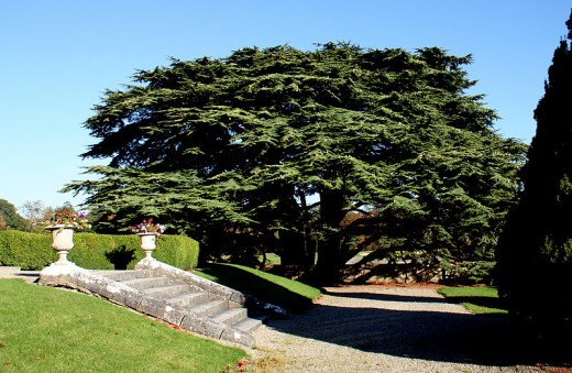 cedar tree